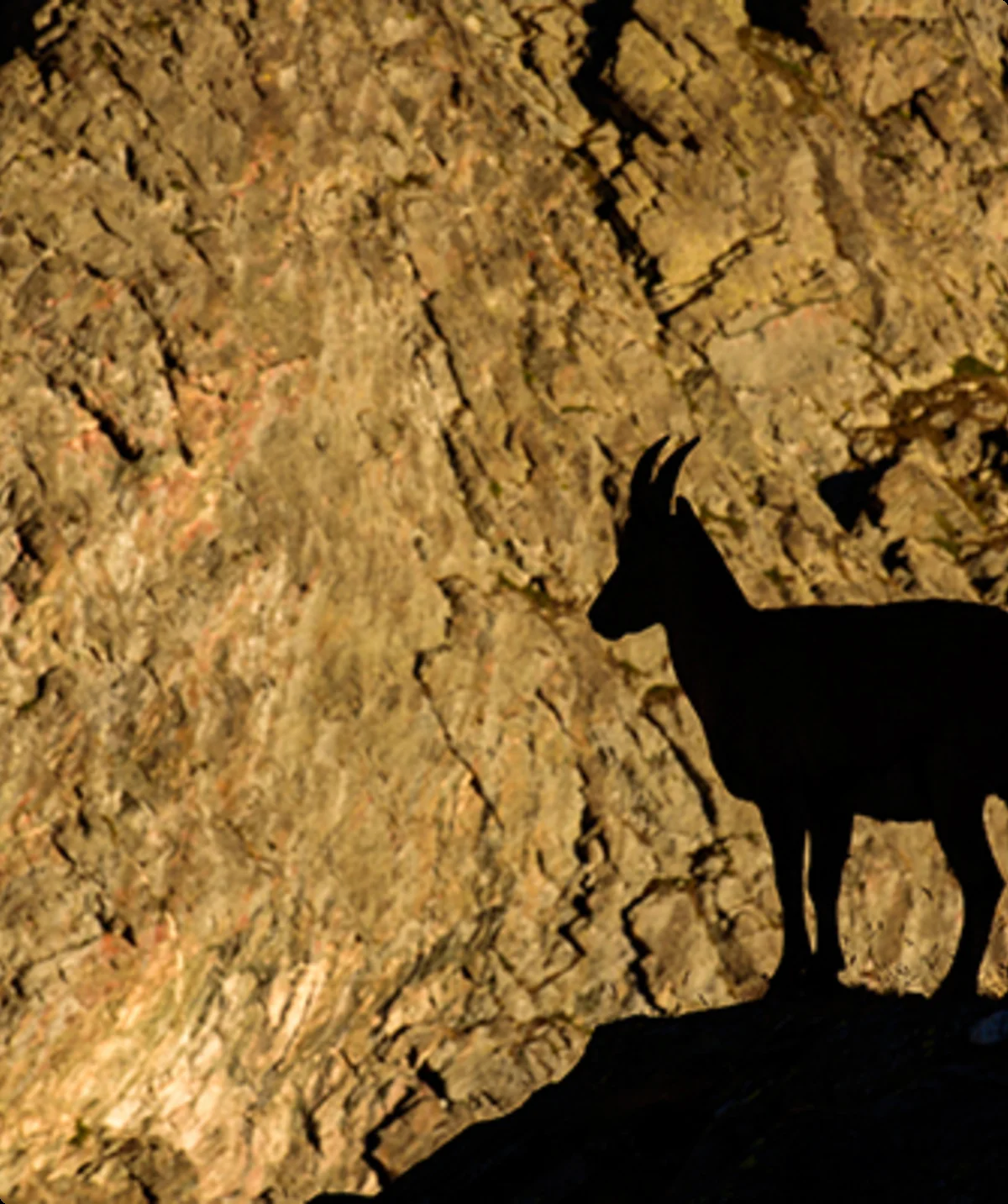 Schatten Gämse | © Guus Reinartz