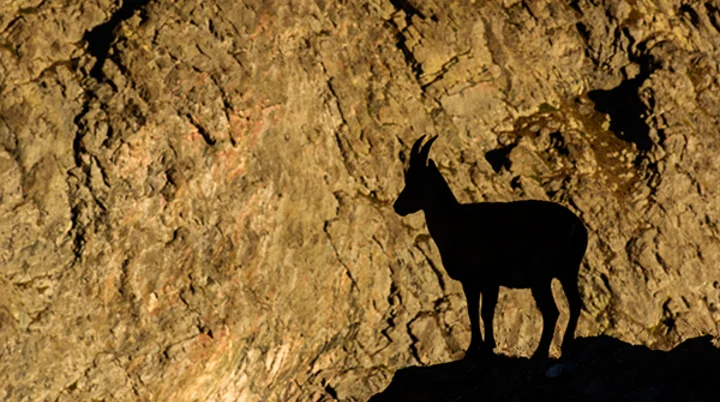 Schatten Gämse | © Guus Reinartz