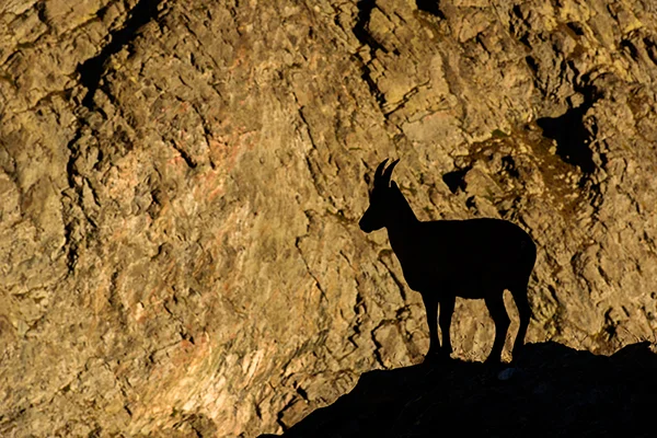 Schatten Gämse | © Guus Reinartz