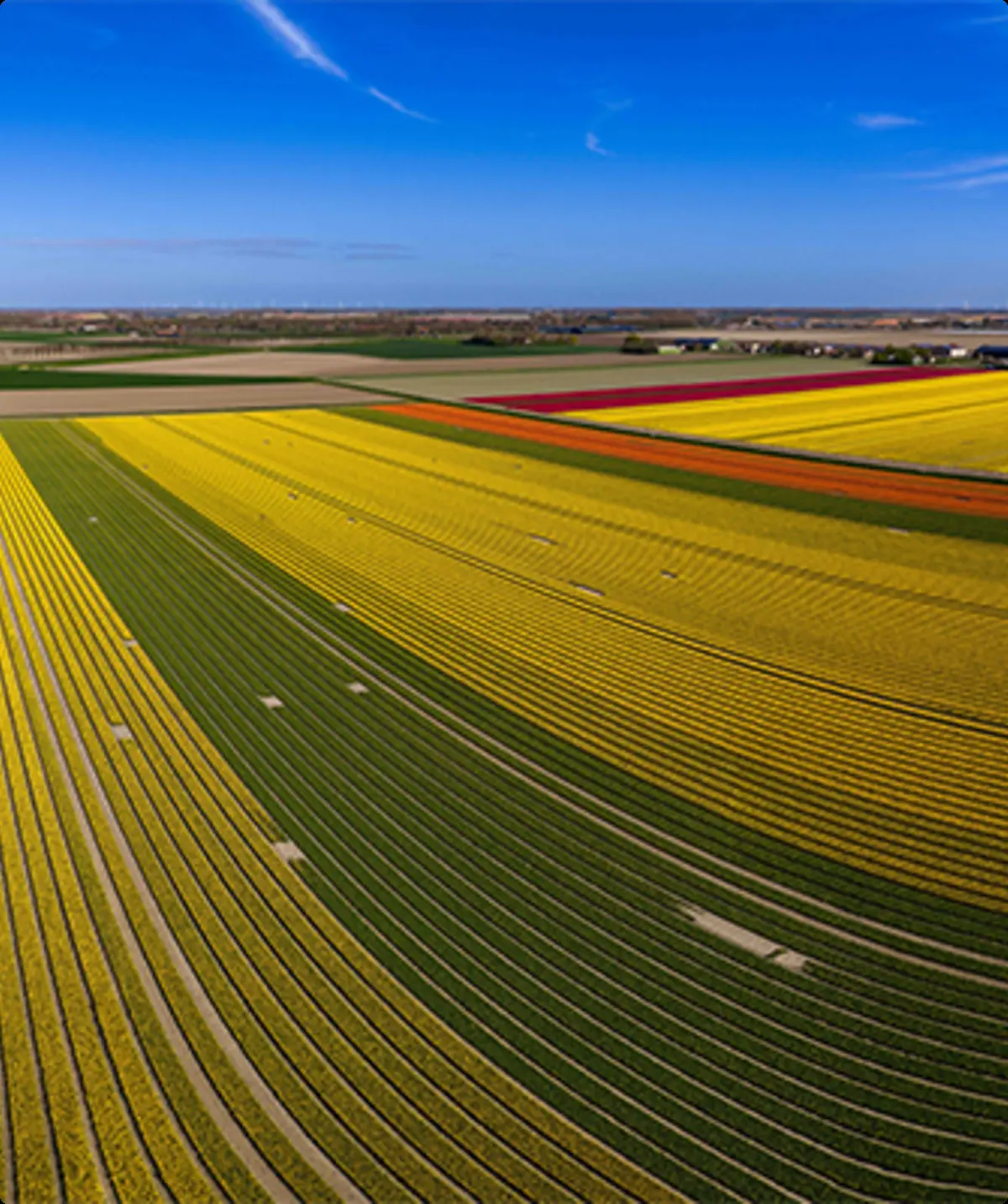 Maas Tulpenfelder | © Guus Reinartz