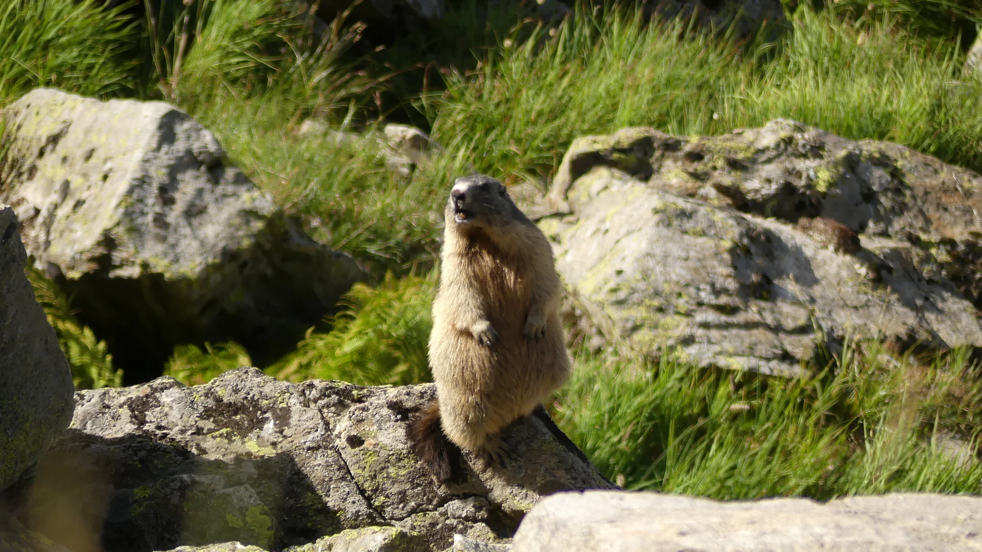 Murmel stehend | © Gisela Schöngraf