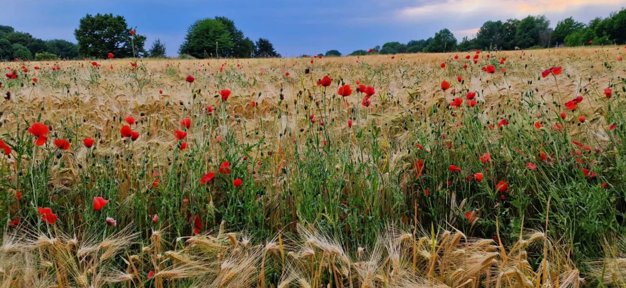 Tippelsberg | © Nima Nezafati
