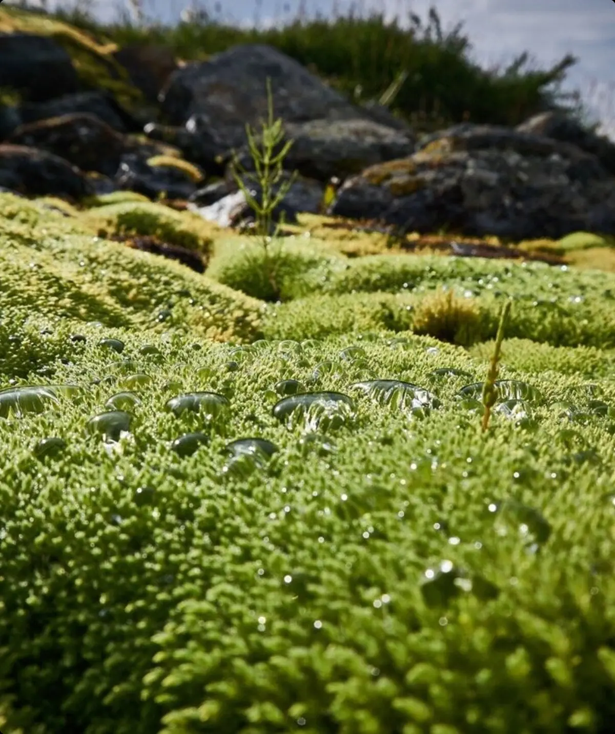 Lappland | © Joshi von Scherenberg