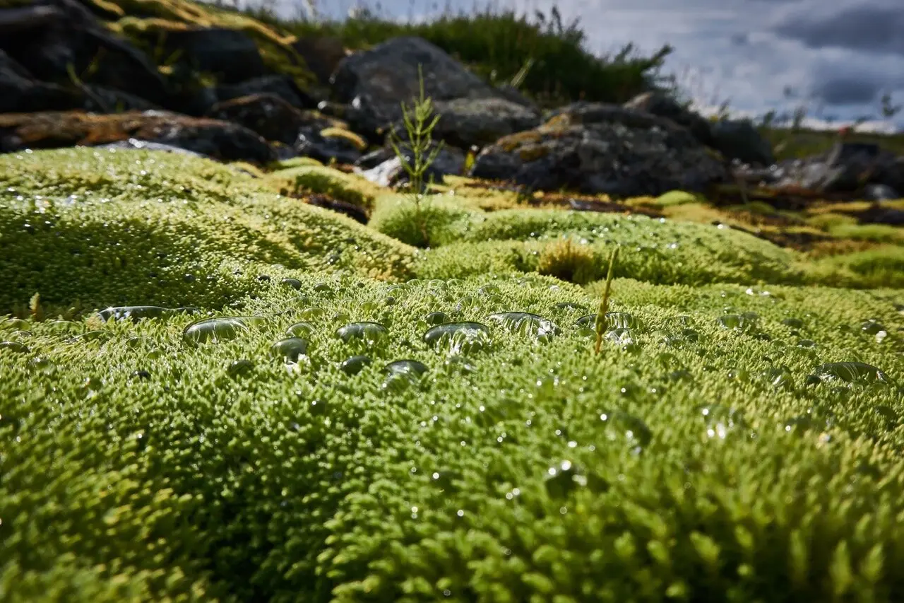 Lappland | © Joshi von Scherenberg
