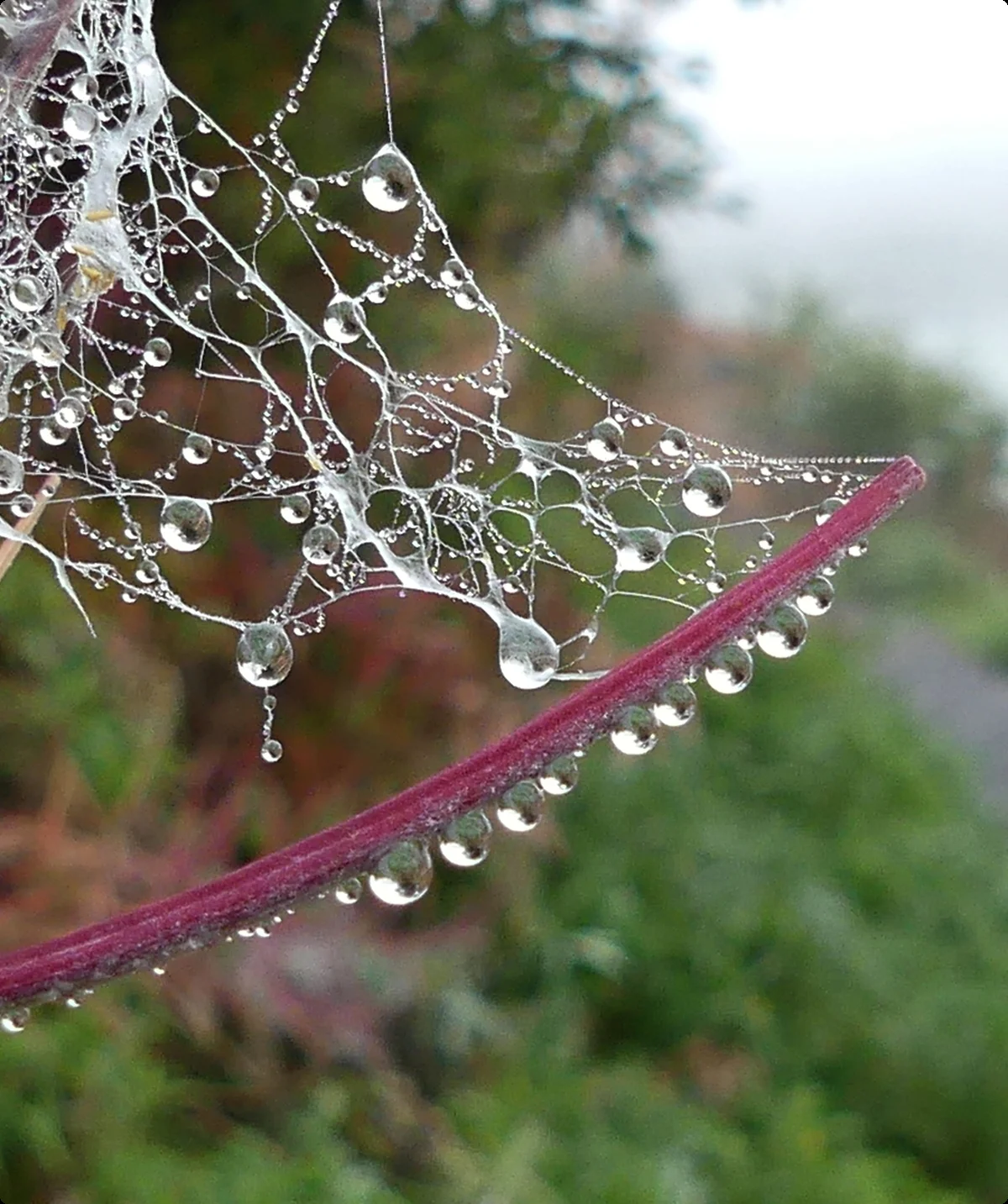 Tau + Spinnweben zwischen Stengeln | © Gisela Schöngraf