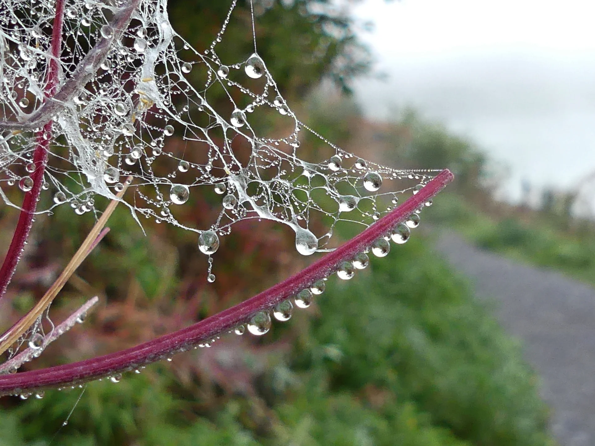 Tau + Spinnweben zwischen Stengeln | © Gisela Schöngraf
