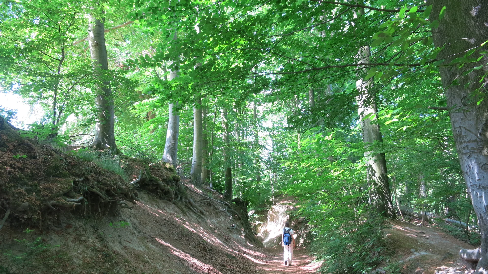 Bonn Hohlweg mit Wanderer | © Holger Rüsberg