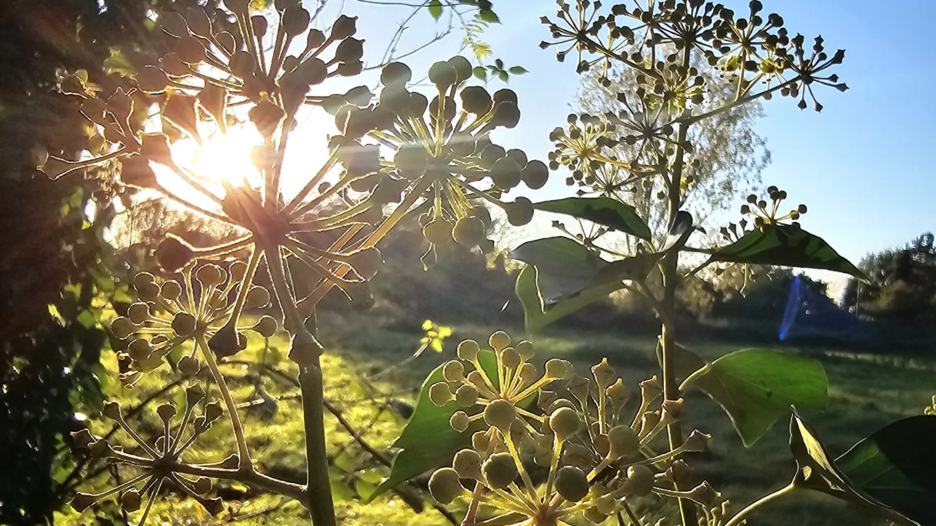 Pflanzen im Gegenlicht | © Quasselstripper