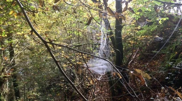 Spinnweben im Herbstwald | © Carina Brust