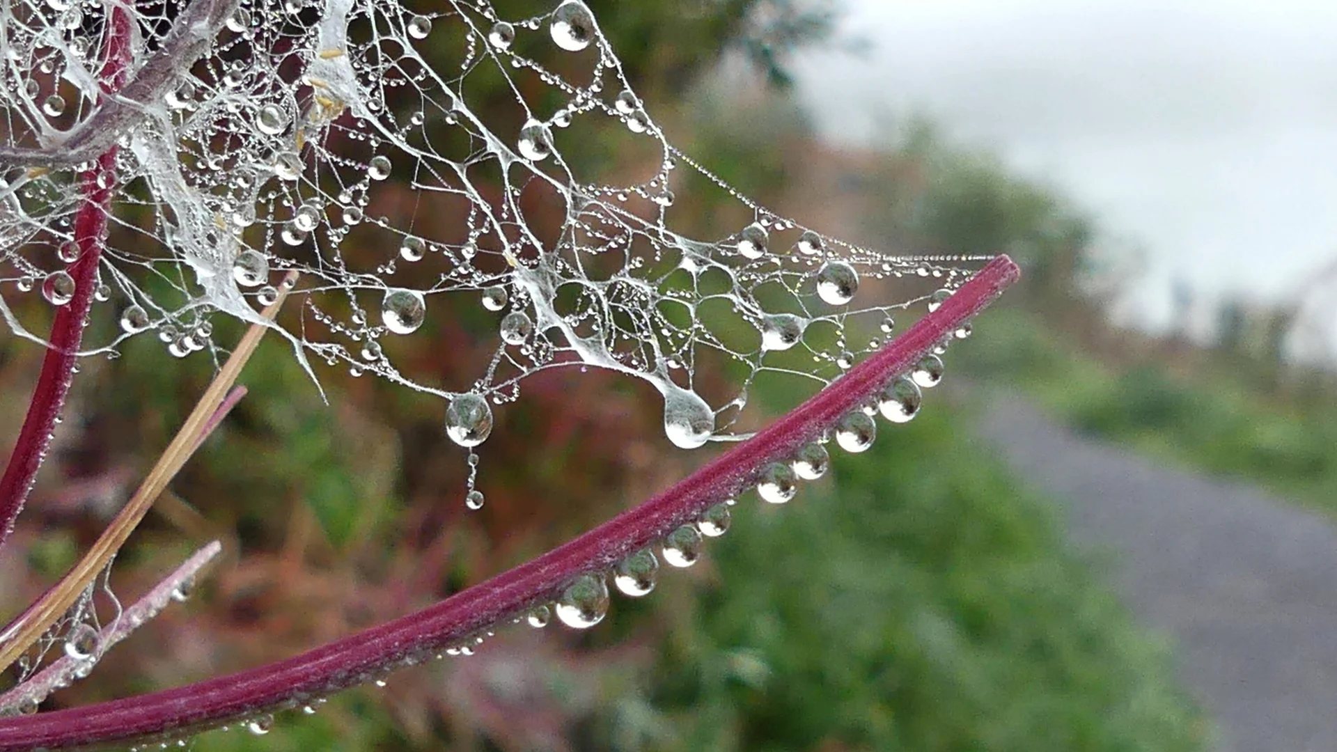 Spinnennetz mit Tropfen | © Gisela Schöngraf