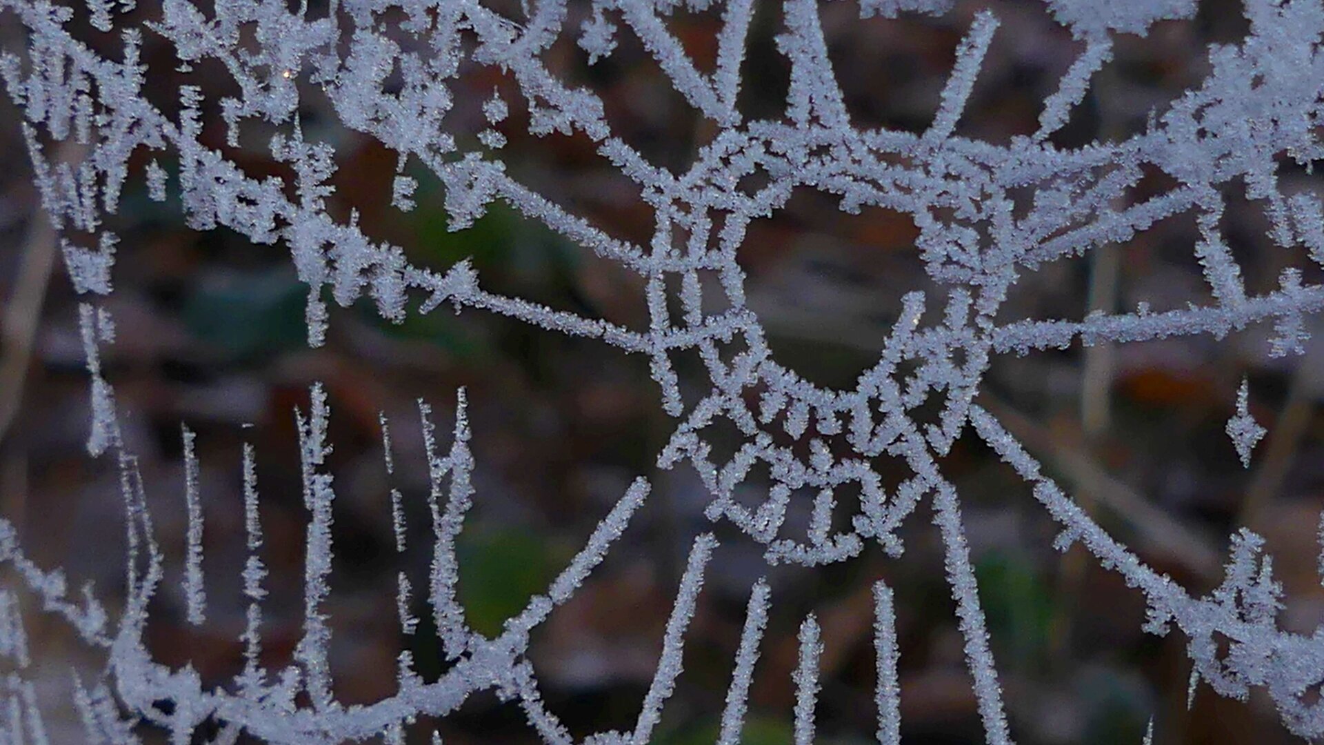 Spinnennetz mit Eiskristallen | © Gisela Schöngraf Spinnennetz mit Eiskristallen | © Gisela Schöngraf