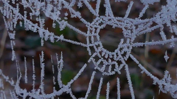 Spinnennetz mit Eiskristallen | © Gisela Schöngraf