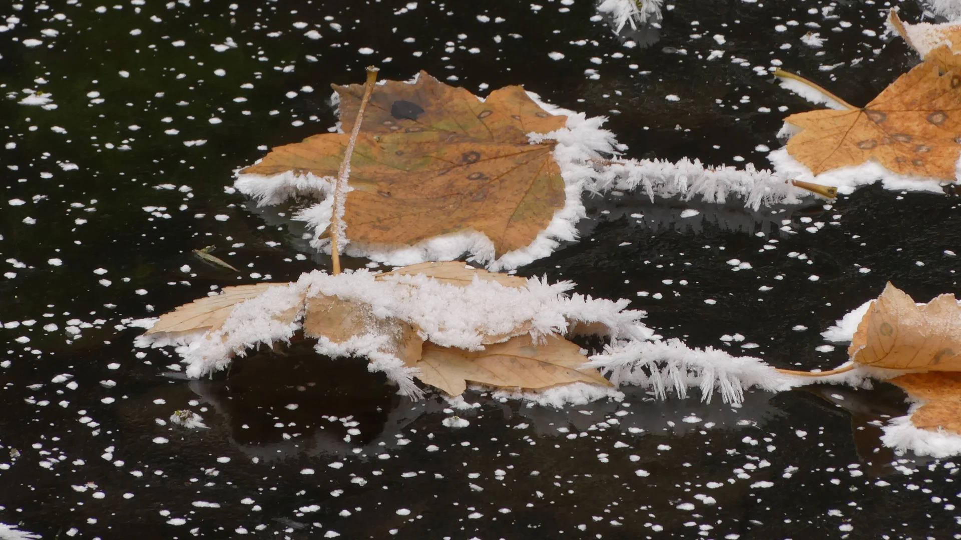 Blätter mit Reif | © Gisela Schöngraf