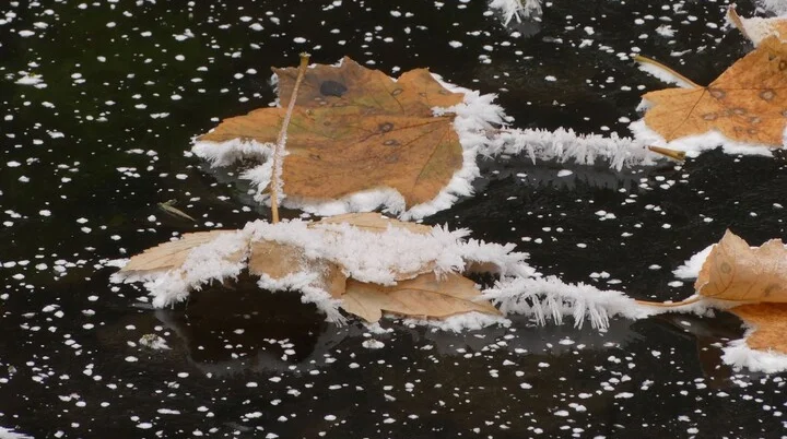 Blätter mit Reif | © Gisela Schöngraf