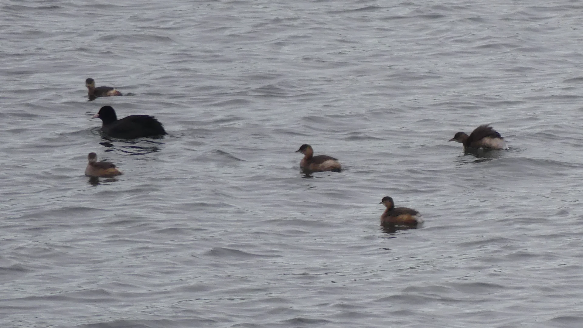 am Kemnader See Blesshuhn | © Gisela Schöngraf