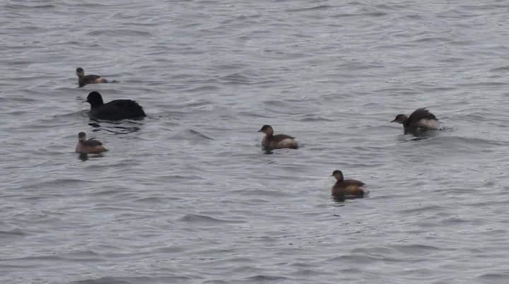 am Kemnader See Blesshuhn | © Gisela Schöngraf