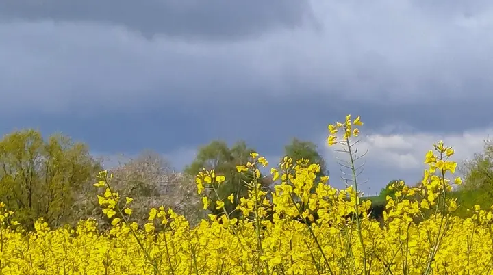 Raps im April bei Düssel | © Gisela Schöngraf