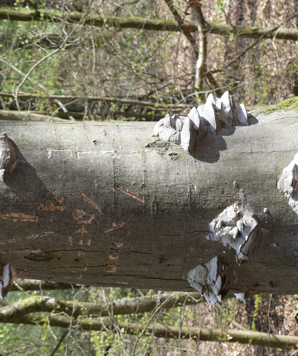 Gennebeck Baum mit Pilz | © Matthias Lucks
