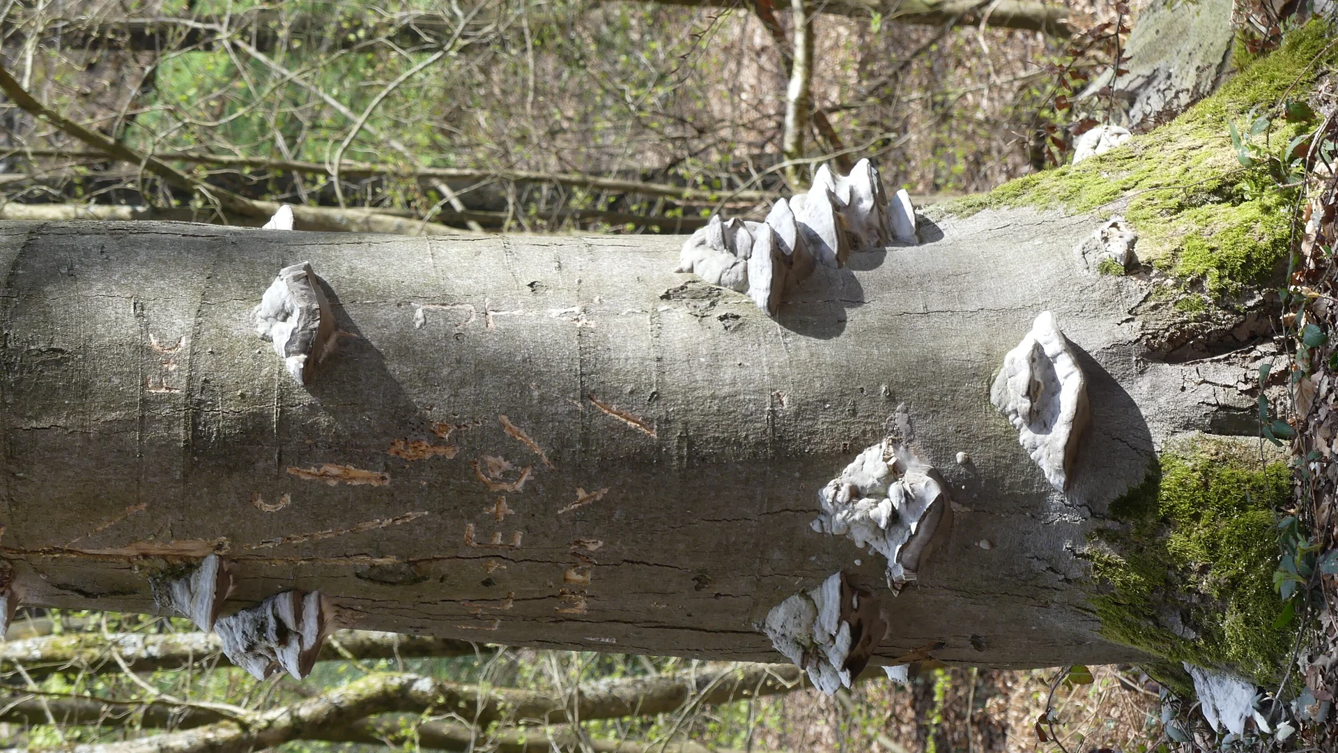 Gennebeck Baum mit Pilz | © Matthias Lucks