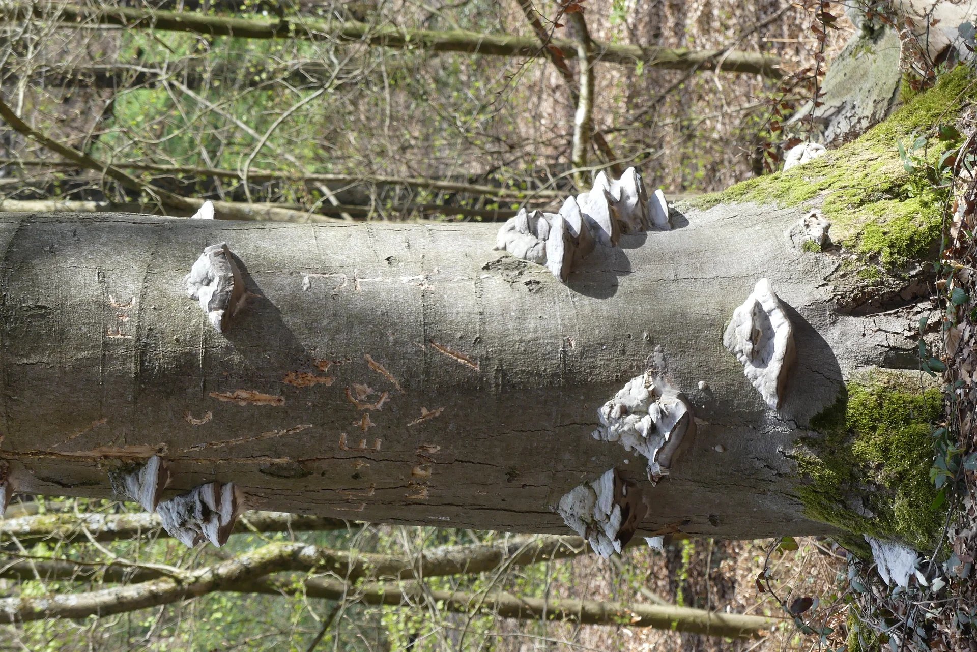 Gennebeck Baum mit Pilz | © Matthias Lucks