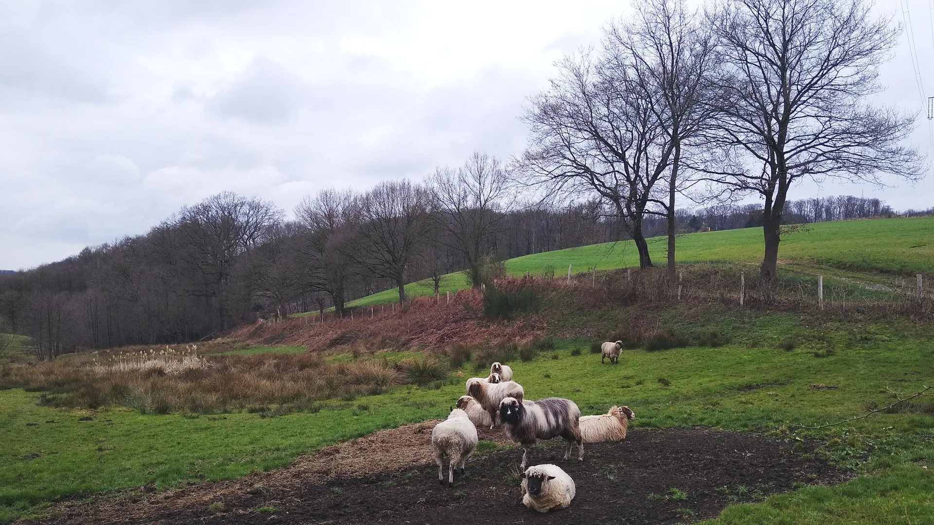 Schafe in Elfringhauser Schweiz | © Holger Rüsberg