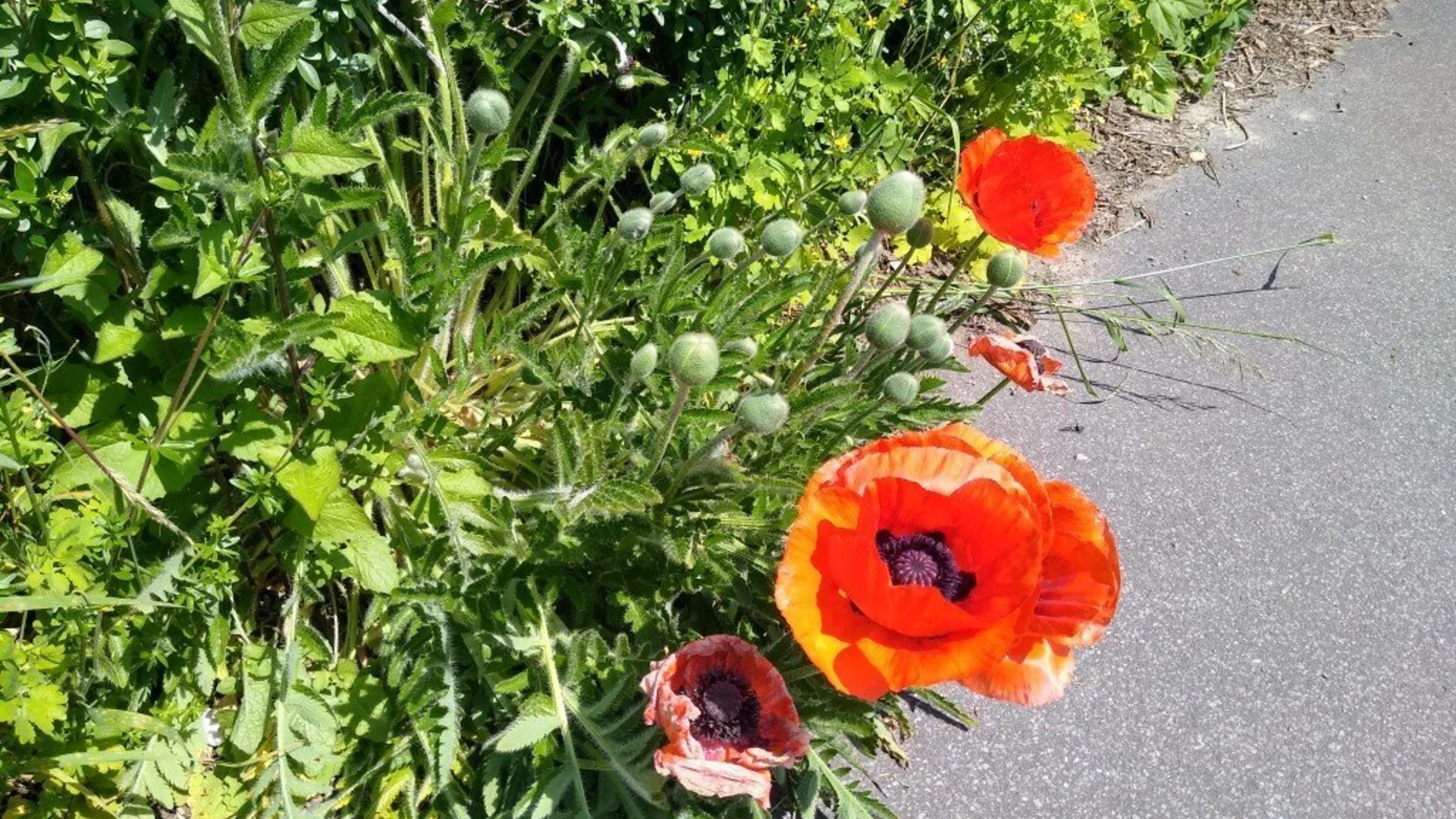 Klatschmohn | © Holger Rüsberg