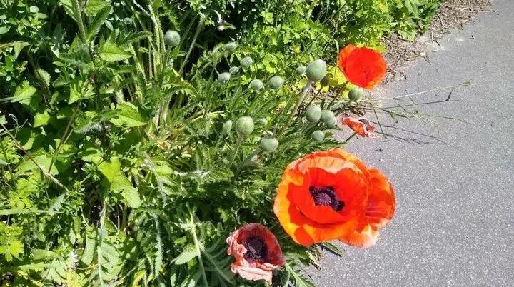 Klatschmohn | © Holger Rüsberg