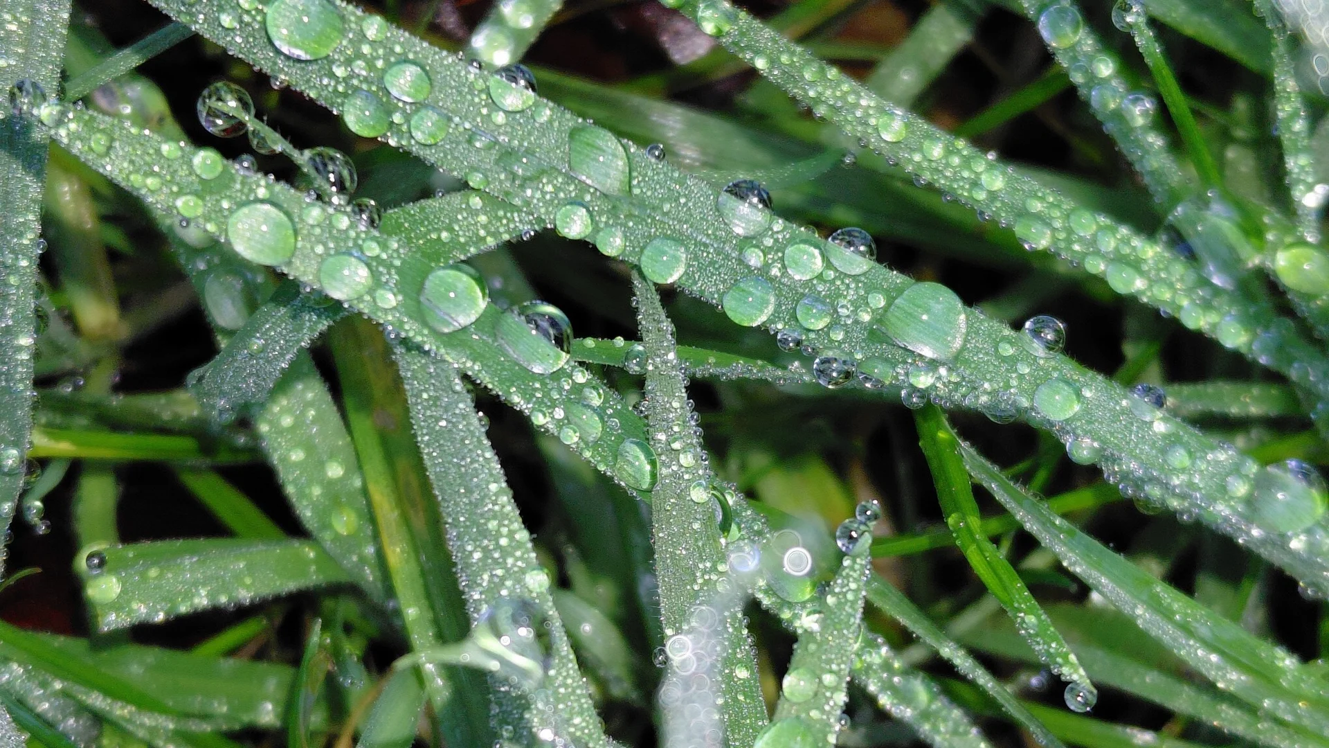 Tau auf Gräsern | © Jessica Niekamp