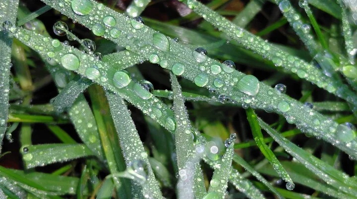 Tau auf Gräsern | © Jessica Niekamp