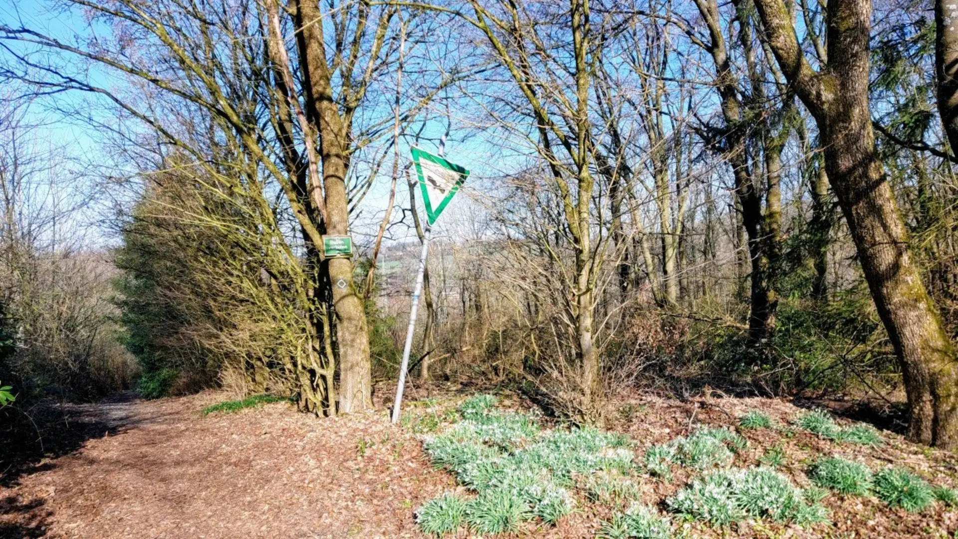 Schneeglöckchen | © Holger Rüsberg