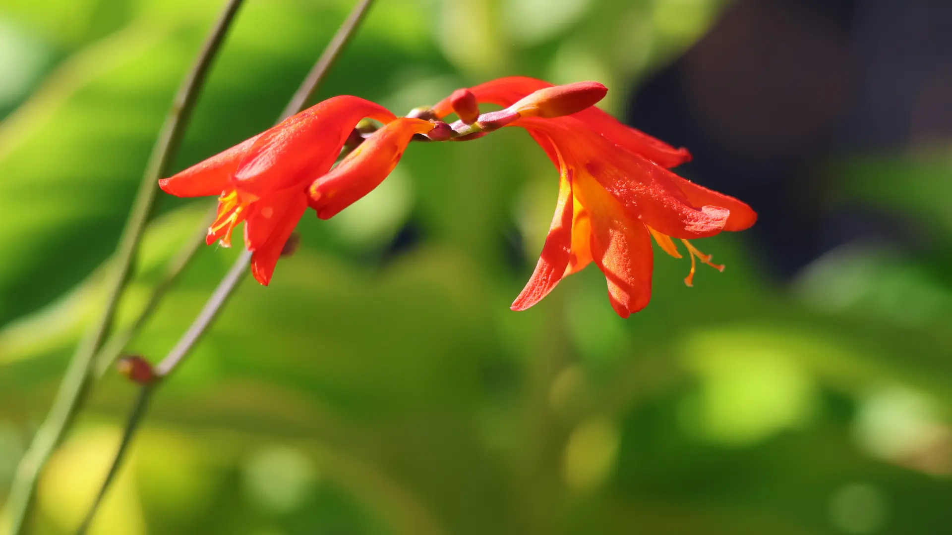 rote Blüte | © Matthias Bax Lucks