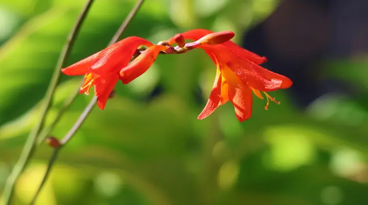 rote Blüte | © Matthias Bax Lucks
