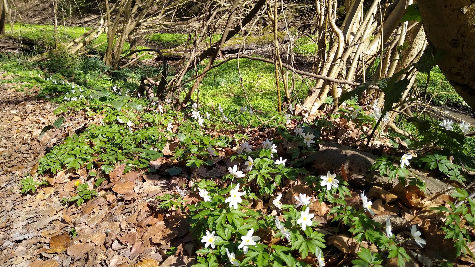 Blüten im Lottental | © Holger Rüsberg