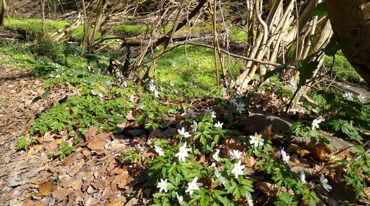 Blüten im Lottental | © Holger Rüsberg