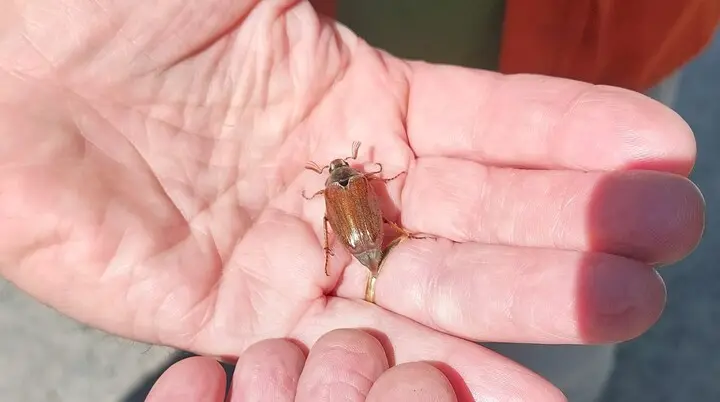 Maikäfer | © Holger Rüsberg