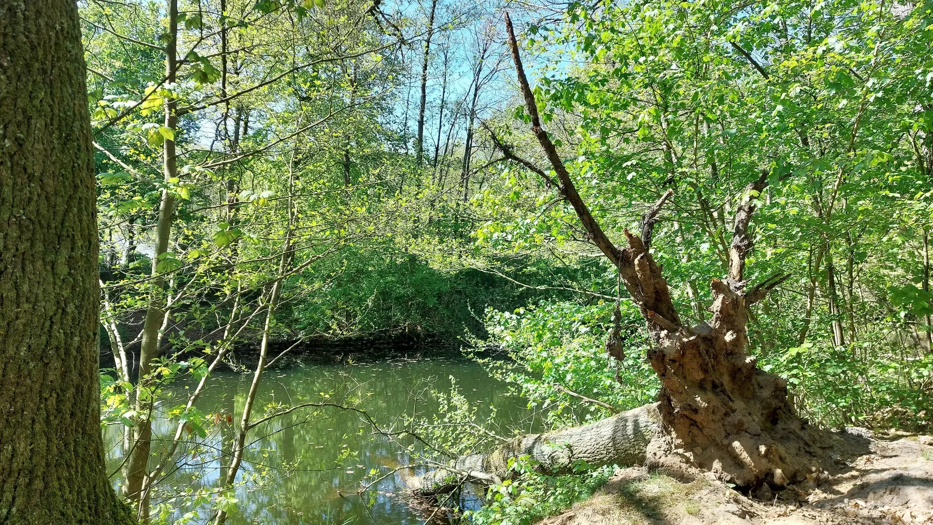 Sesecke mit Baum | © Holger Rüsberg