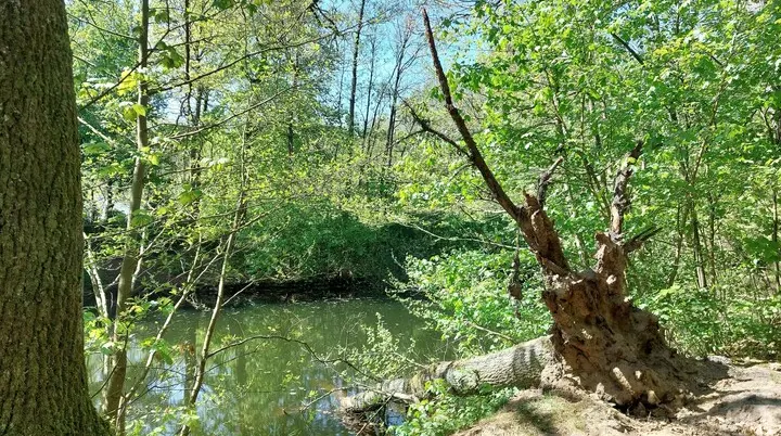 Sesecke mit Baum | © Holger Rüsberg
