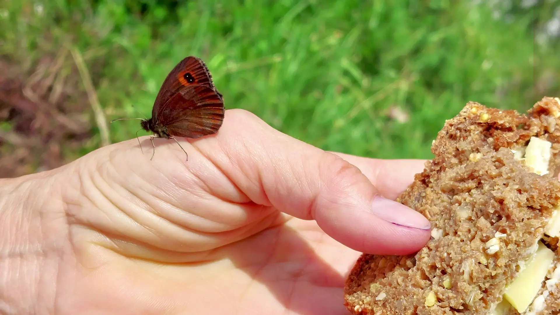 Ramsau Schmetterling und Käsebrot | © Holger Rüsberg