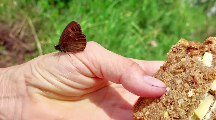 Ramsau Schmetterling und Käsebrot | © Holger Rüsberg