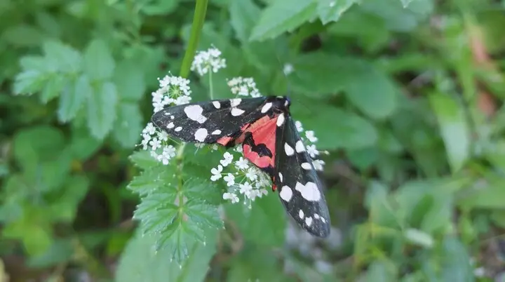 Ramsau Schmetterling | © Holger Rüsberg